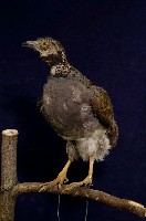 藏品(深山竹雞)的圖片